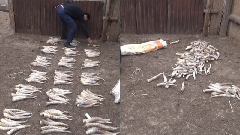 Сайгачьи рога закопал в сарае житель ЗКО (видео)