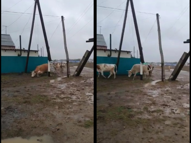 Сельчане сняли на видео, как коров бьет током в пригороде Уральска