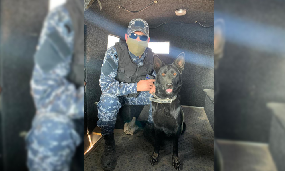 Собака по кличке Белла два года помогает находить наркотики полицейским в Атырау