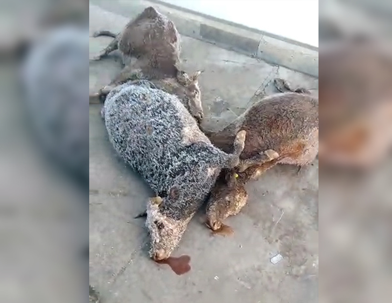 Уральцев возмутило видео с мертвыми животными на территории комплекса по переработке мяса