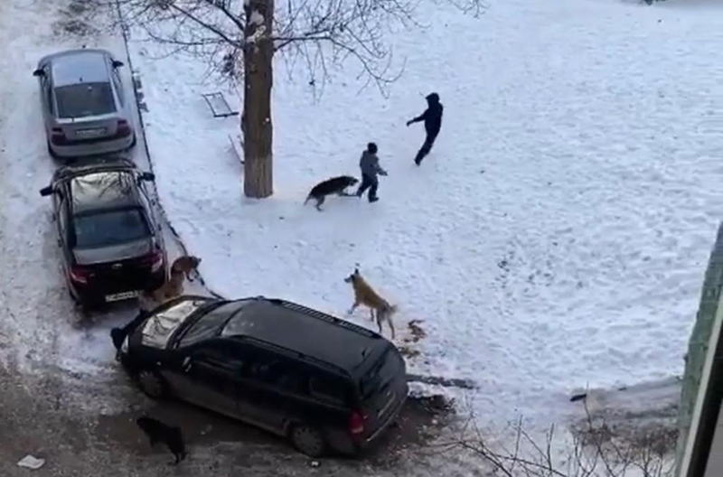 Защитники животных ужаснулись качеством стерилизации бродячих животных в Уральске