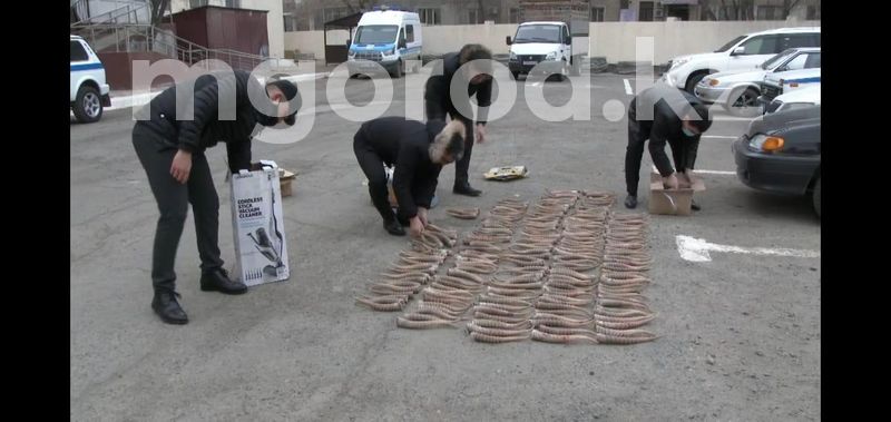 364 сайгачьих рога нашли в машинах у жителей Атырауской области