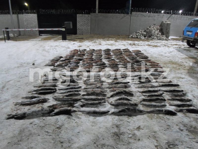 330 килограммов рыбы нелегально перевозили жители Актюбинской области