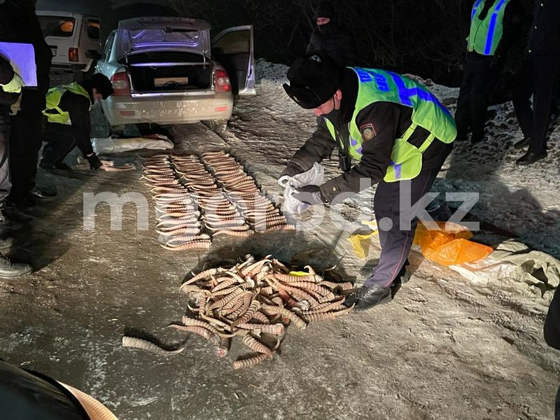В Уральске задержали мужчину с крупной партией сайгачьих рогов (фото)