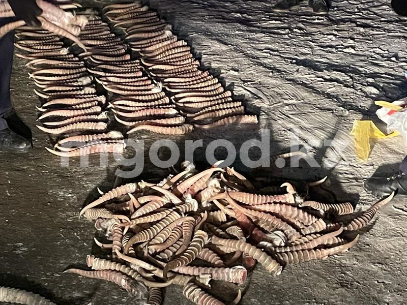 Мужчину в ЗКО задержали с крупной партией сайгачьих рогов: ущерб оценили в 479 млн тенге