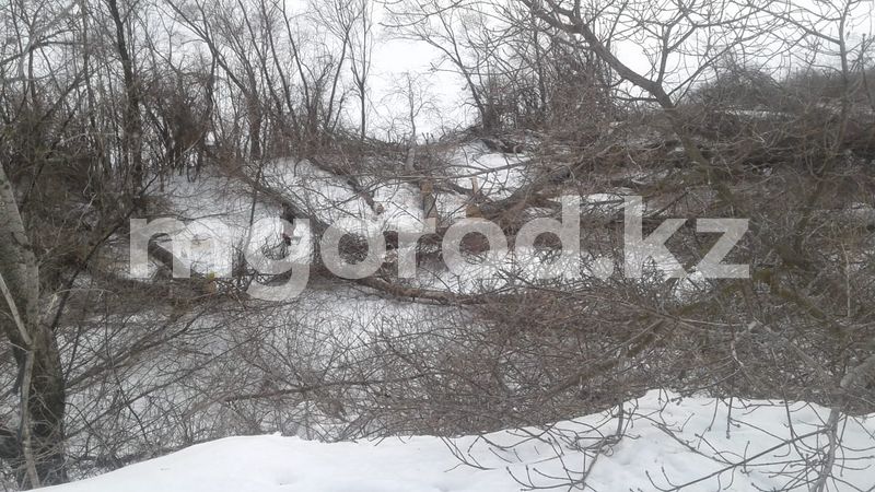 В Уральске на берегу Урала пилят деревья
