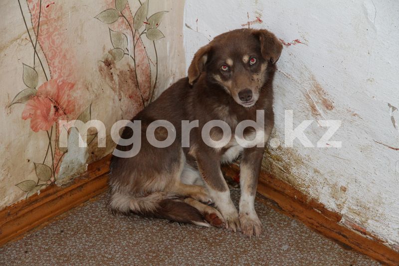 930 бродячих собак усыпили в ЗКО