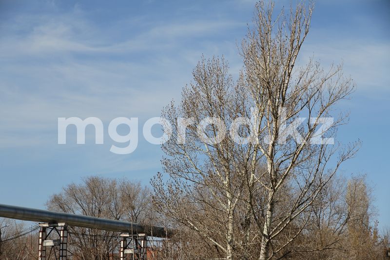 Морозная погода сохранится в ЗКО