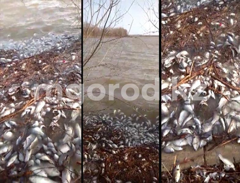 Мертвую рыбу в пруду ЗКО сняли на видео