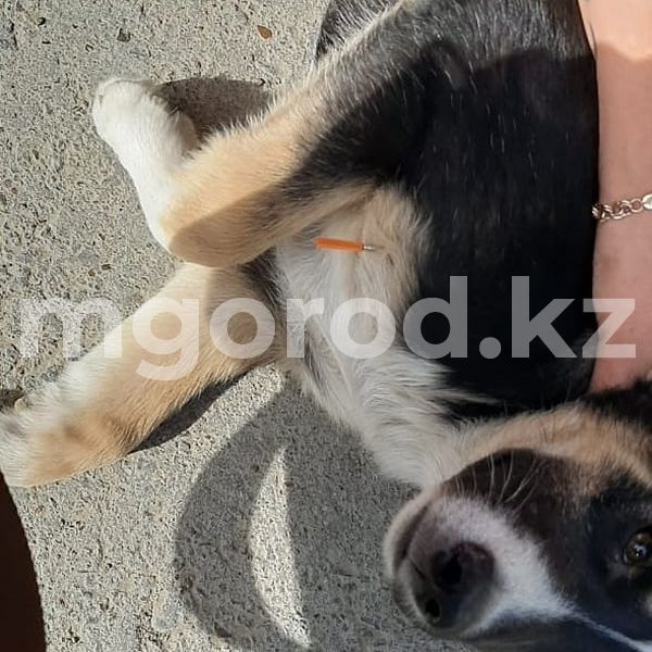 В Уральске на отстреливавшего щенков мужчину возбудили уголовное дело