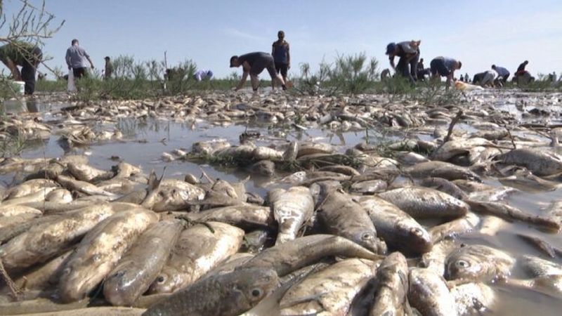 В Атырау озвучили масштабы замора рыбы
