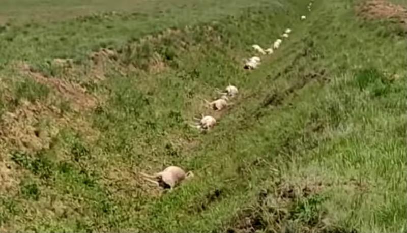 Названа предварительная причина гибели 372 голов сайги в ЗКО (видео)