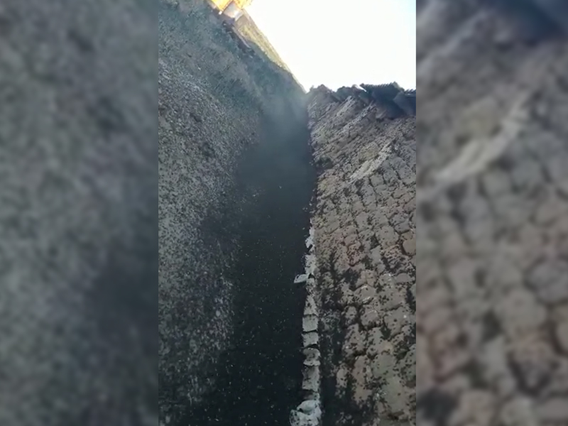 Скопление саранчи сняли на видео жители ЗКО