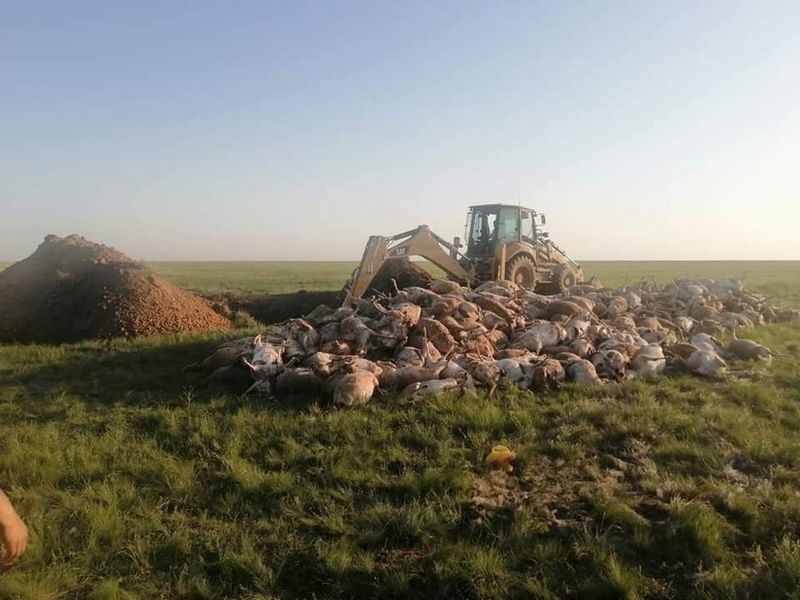 В ЗКО утилизировали туши мертвых сайгаков