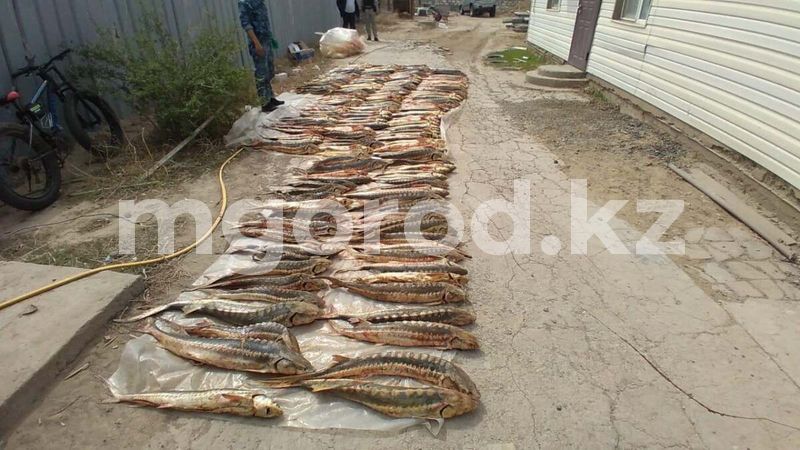 Тонну осетра изъяли у браконьеров в Атырауской области