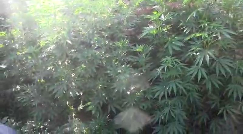 Уральские полицейские обнаружили 37 кустов конопли во дворе частного дома (видео)