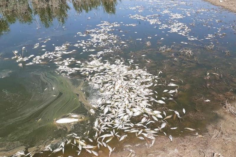 Полтонны мертвой рыбы собрали в озере Атырауской области