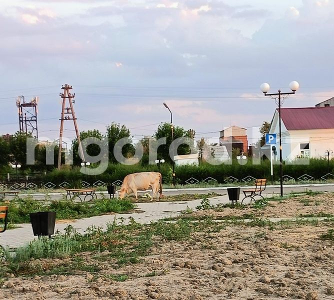 В селе ЗКО домашние животные вытаптывают клумбы в парке