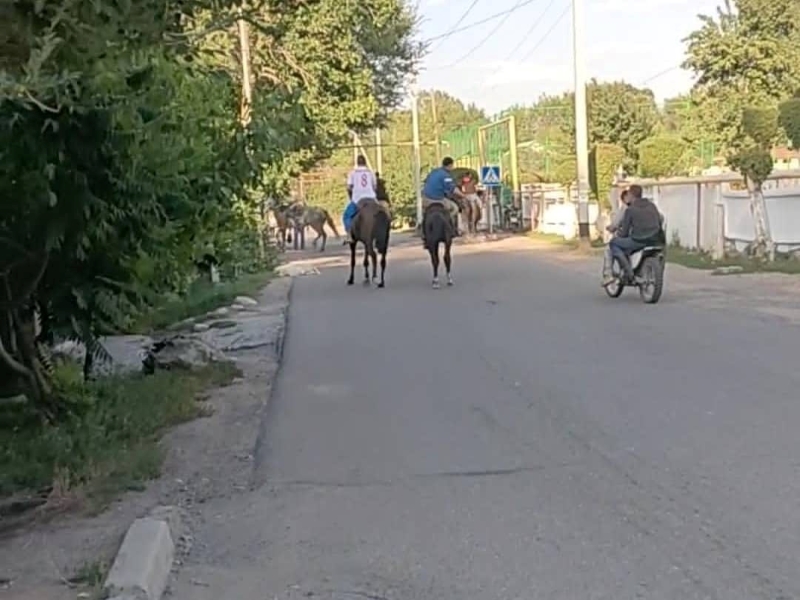 Полиция проверила видео кокпара «с собакой» в Алматинской области. Это оказалась коза