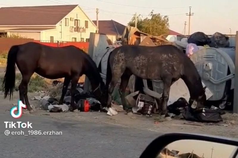 Жителей Атырау удивило видео с лошадьми, питающимися мусором