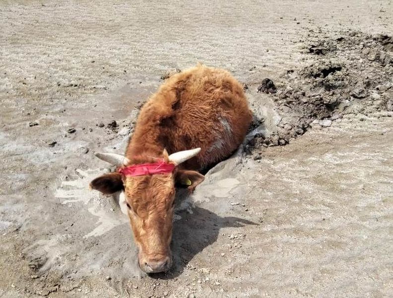 В Атырауской области пришедшие на водопой животные застревают в грязи и погибают