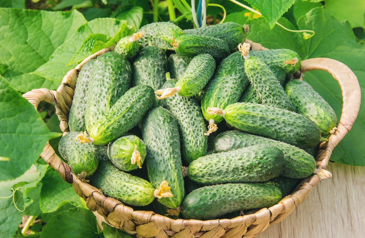 Как продлить плодоношение огурцов 