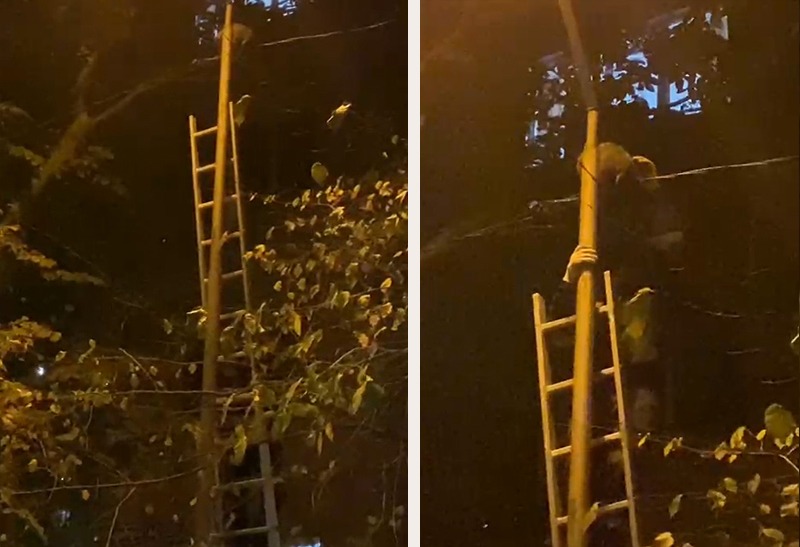 Котёнка с фонарного столба спустили алматинские спасатели