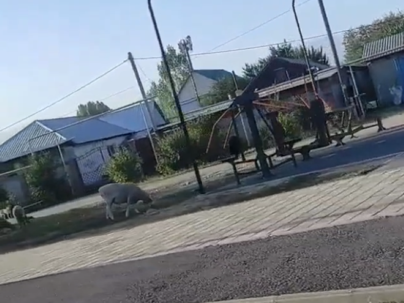 Баранов на детской площадке пасла жительница Алматы