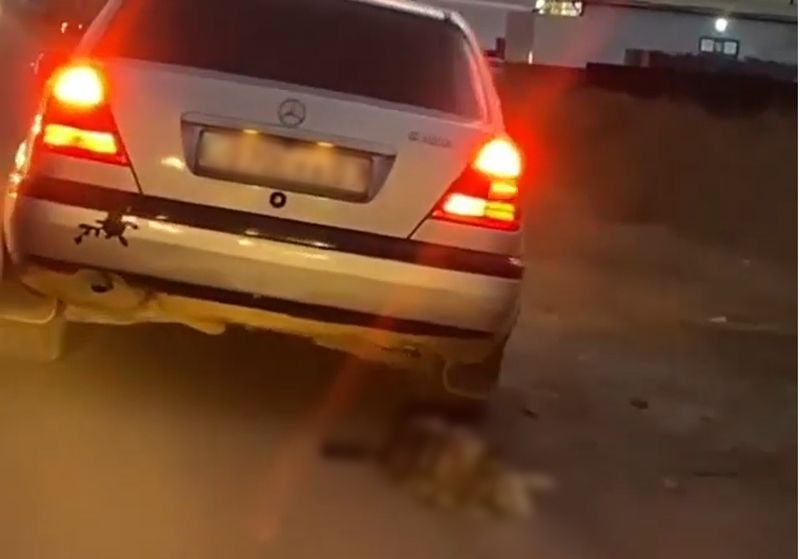 Водитель авто с привязанной собакой избежал наказания в Уральске