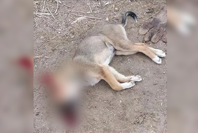 Соцработник рассказала, из-за чего убила собаку директора сельской школы в ЗКО