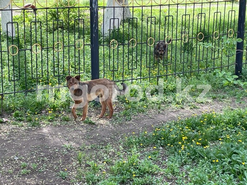 В каких регионах Казахстана чаще всего издеваются над животными