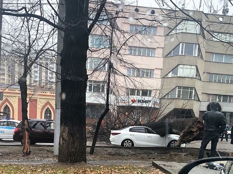 Большое дерево упало на авто в Алматы