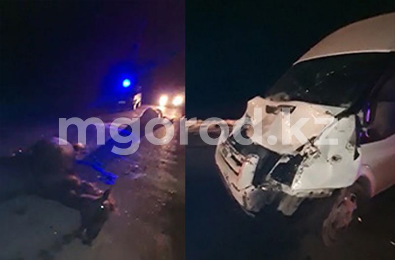 Водитель иномарки сбил табун лошадей на трассе Уральск - Атырау