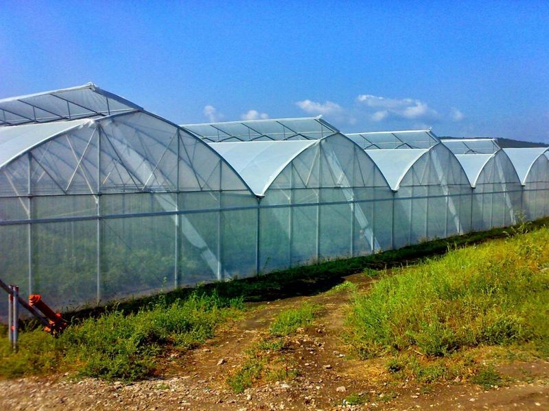 Теплицу построят в Бурлинском районе