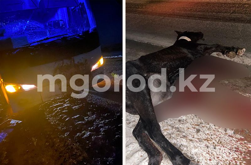 Водитель автобуса сбил лошадь в ЗКО