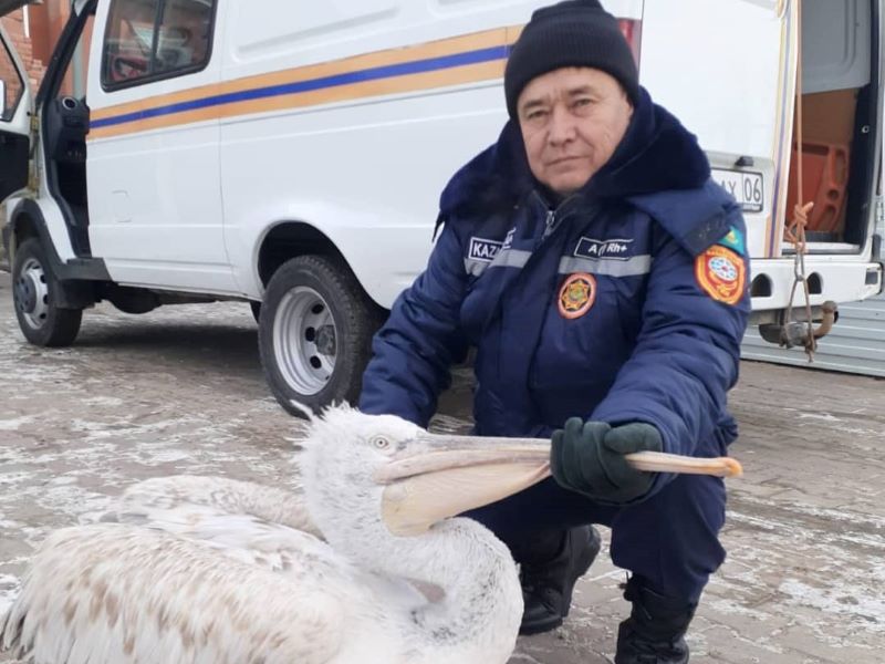 Раненного пеликана спасли в Атырау