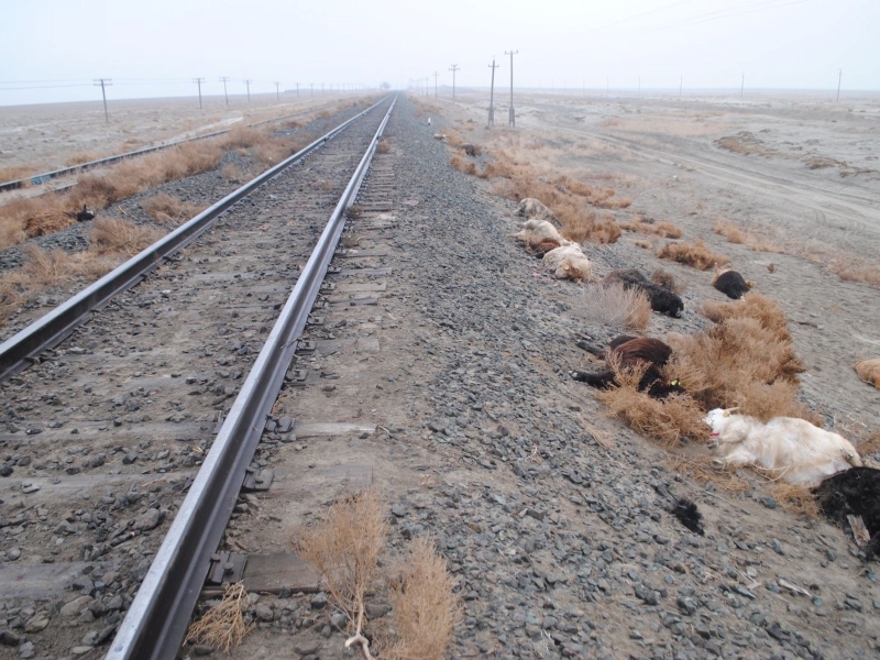 20 овец и коз сбил поезд в Атырауской области