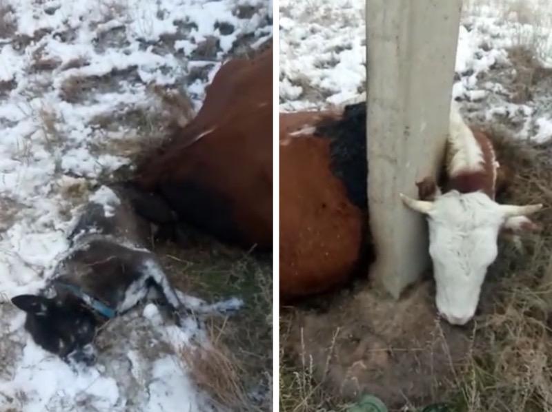 Корову и собаку убило током в Уральске