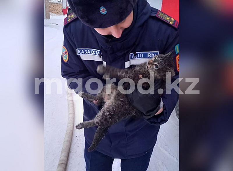 В Актобе спасатели вытащили из огня кошку, дали кислород и вернули к жизни