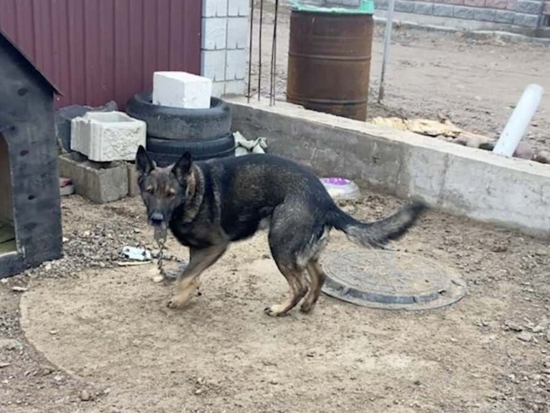 Служебного пса похитили во время беспорядков в Алматы: трогательное видео воссоединения