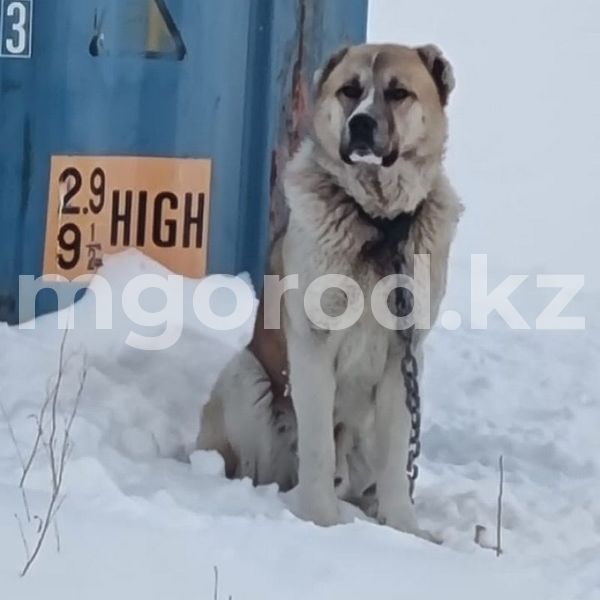 Из-за укусов алабая актюбинец с рваными ранами попал в больницу