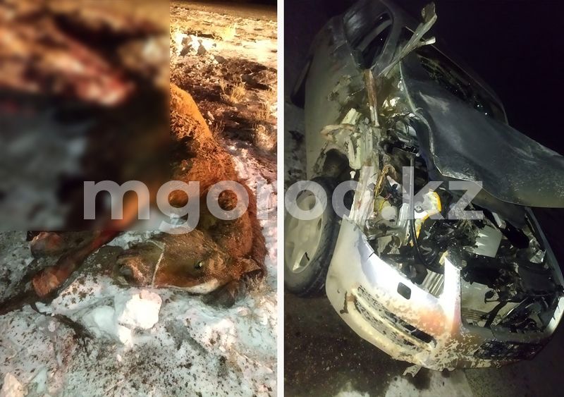 Две недели полицейские Атырау ищут хозяина сбитой на дороге лошади