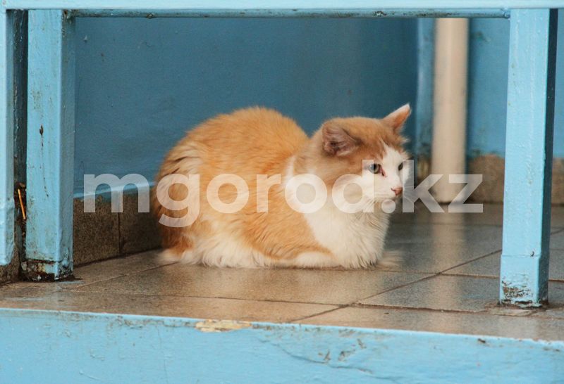 Где установят домики для кошек в Алматы