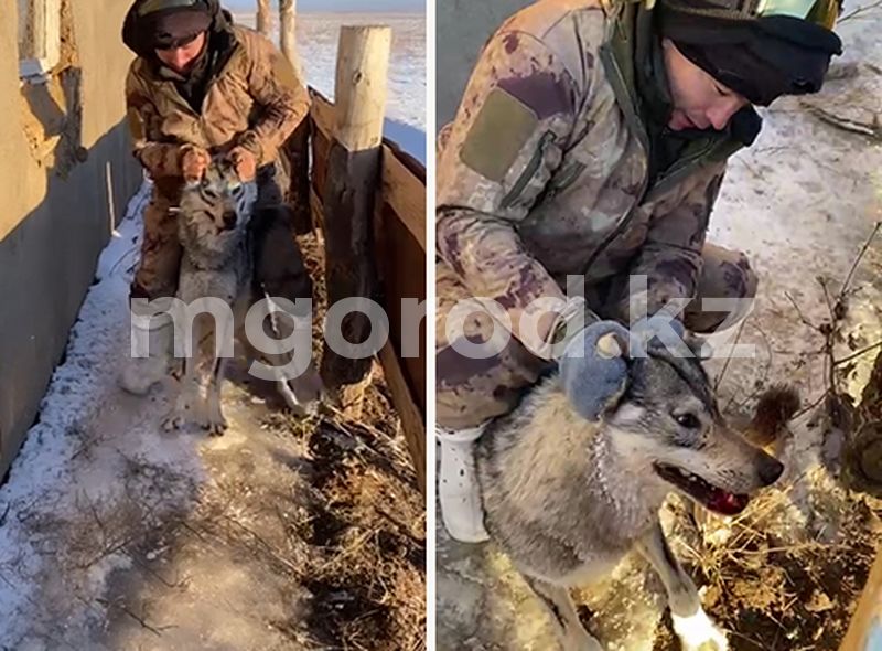 В ЗКО сельчане поймали волка живьём