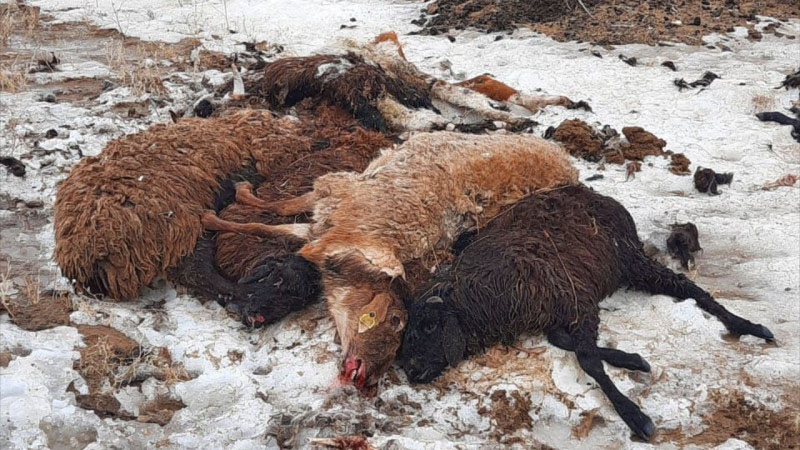 Гибель скота в Атырауской области: у животных выявили паразитарные болезни