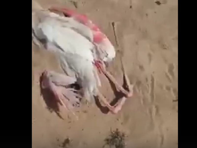 Мёртвых фламинго сняли на видео в Мангистау