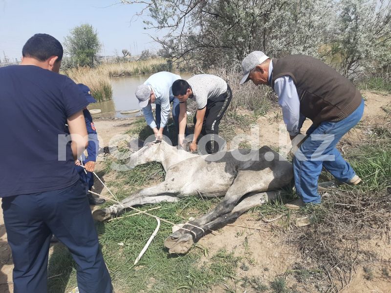 Тонущую лошадь спасли в Атырау
