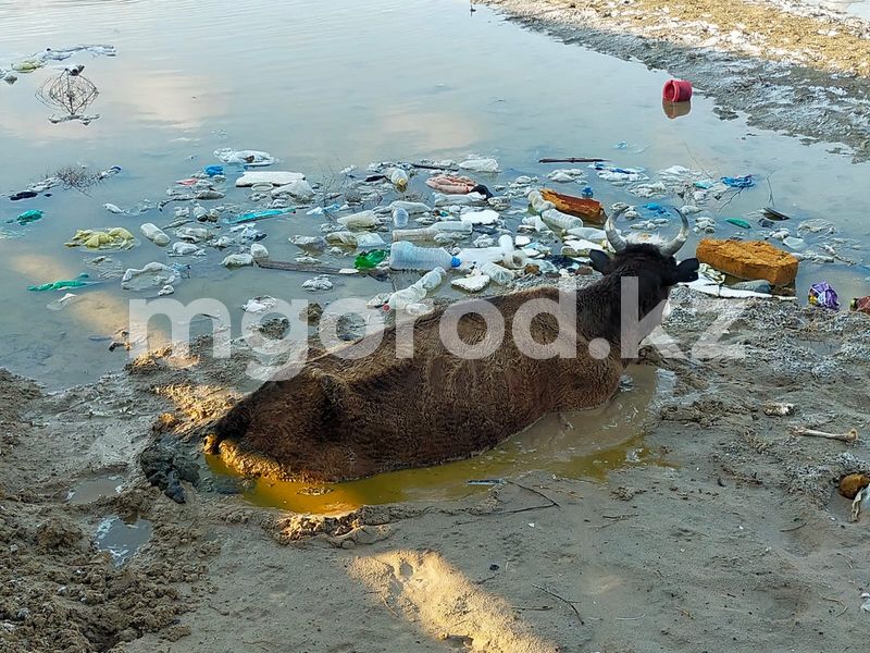Тонущую в грязи корову спасли в Атырауской области