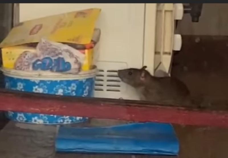 Огромную крысу сняли на видео на рынке в Атырау