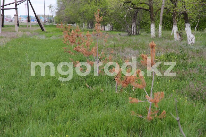 Более сотни высаженных сосен и елей погибли в ЗКО